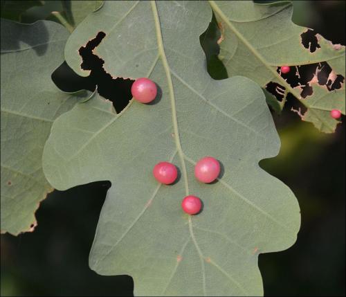 Cynips divisa