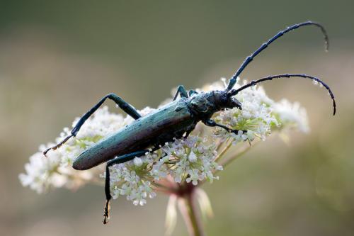 Réf. 126 886 : Aromia moschata