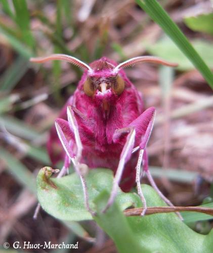 Réf. 126 323 : Deilephila porcellus