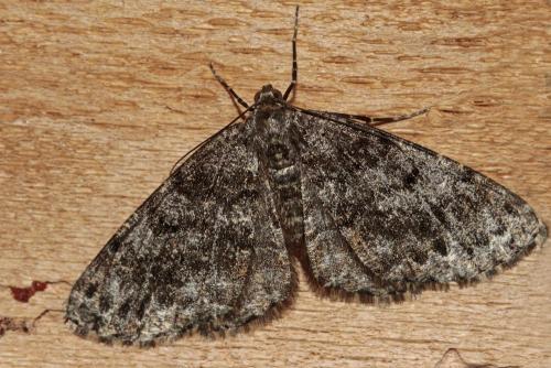 Réf. 126 758 : Deileptenia ribeata