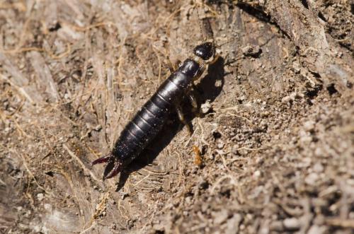 Euborellia annulipes