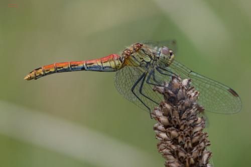 Réf. 126 182 : Sympetrum sanguineum