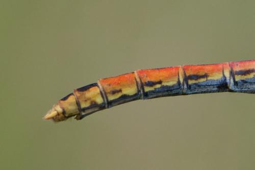 Réf. 126 183 : Sympetrum sanguineum