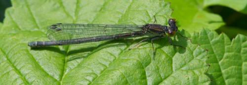 Erythromma viridulum