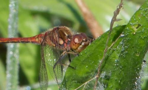 Sympetrum vulgatum