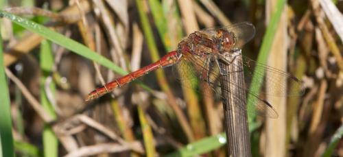 Sympetrum vulgatum
