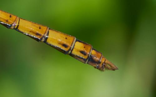 Sympetrum striolatum