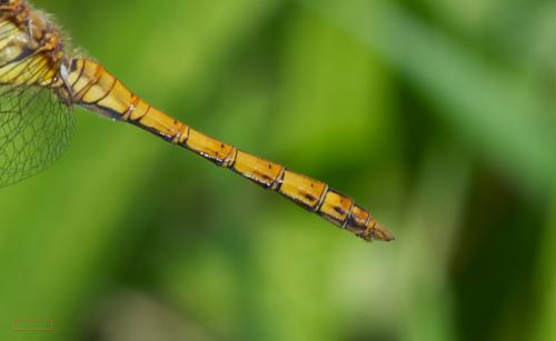Sympetrum striolatum