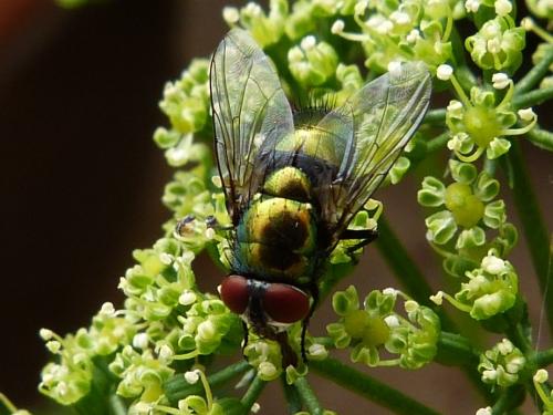 Lucilia sericata