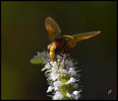Volucella zonaria