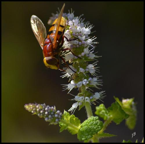 Volucella zonaria