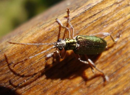 Donacia clavipes