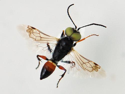 Réf. 126 883 : Dryudella tricolor tricolor