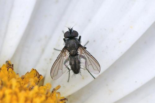 Rhinophora lepida