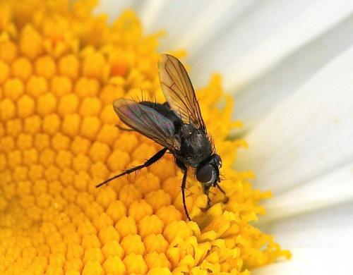 Rhinophora lepida