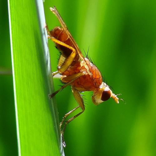 Réf. 126 899 : Tetanocera sp.