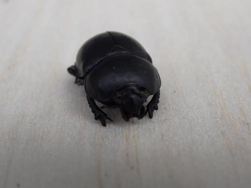 Thorectes intermedius