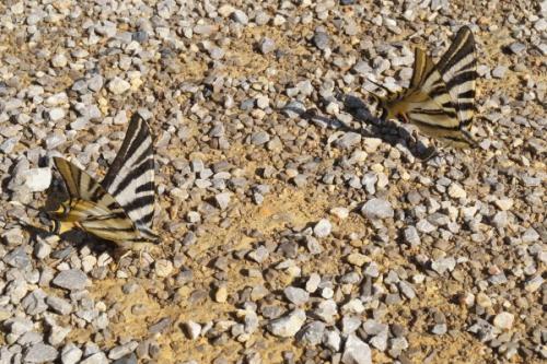 Iphiclides podalirius feisthamelii