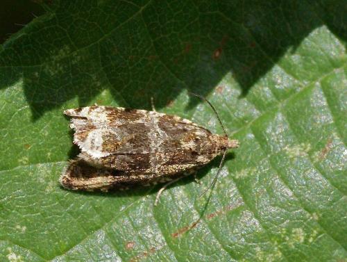 Réf. 126 314 : Celypha lacunana
