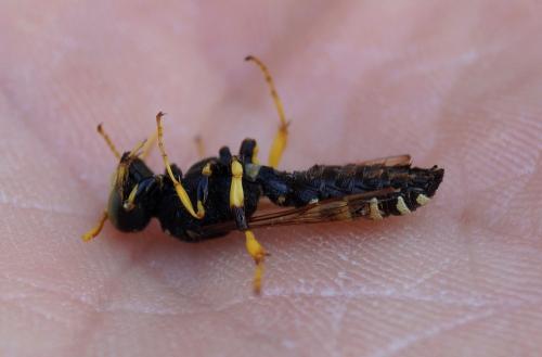 Cerceris flavicornis
