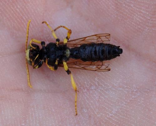 Cerceris flavicornis