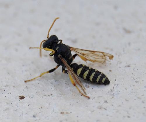 Cerceris flavicornis
