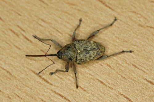 Réf. 126 338 : Curculio nucum