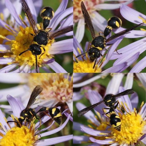 Eumenes sp.