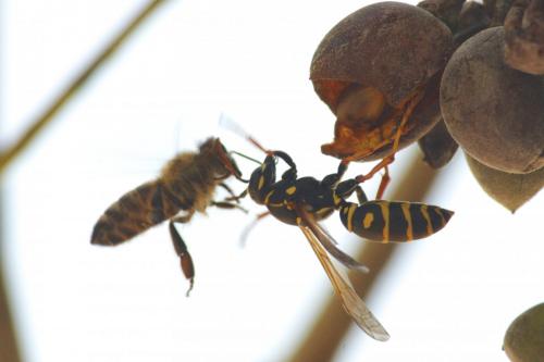 Polistes sp.