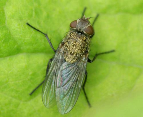 Pollenia sp.