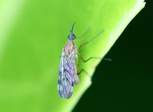 Sylvicola sp.