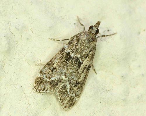 Eudonia mercurella