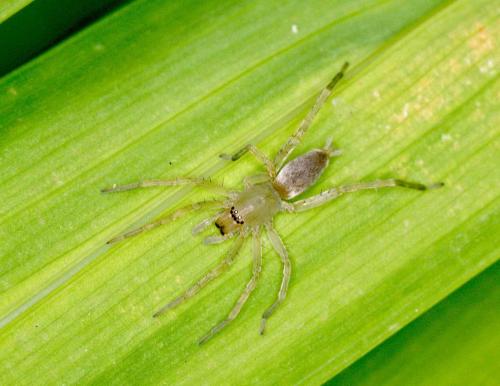 Réf. 126 591 : Clubiona sp.