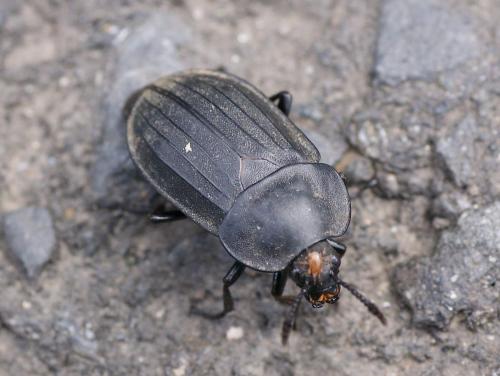 Silpha tristis