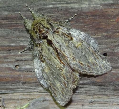 Peridea anceps