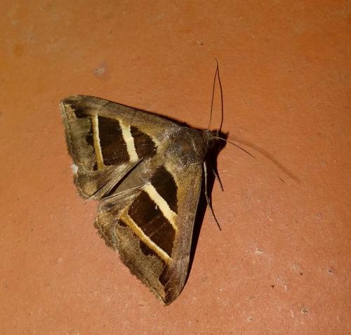 Grammodes bifasciata