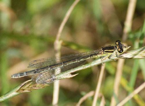 Réf. 126 313 : Coenagrion mercuriale