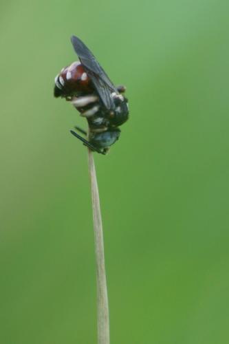 Réf. 126 218 : Epeoloides coecutiens