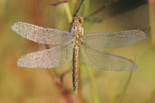 Orthetrum brunneum