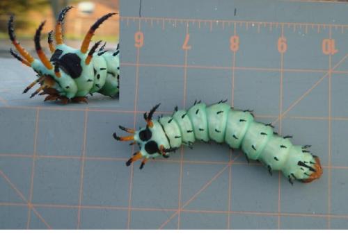 Citheronia regalis