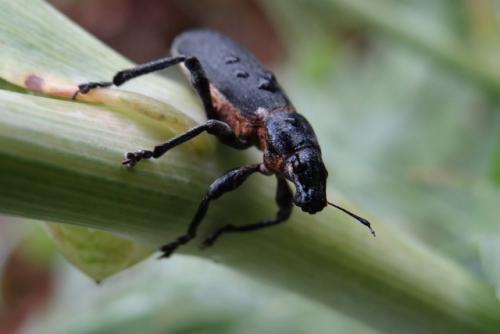 Brachyderes lusitanicus