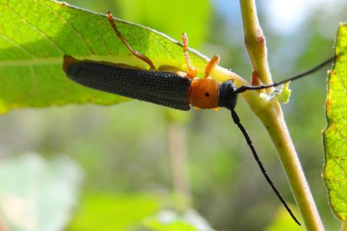 Réf. 126 684 : Oberea oculata