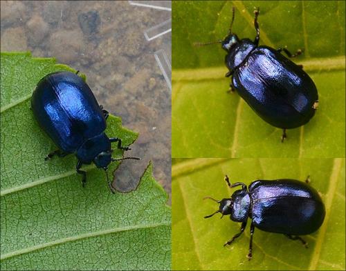 Réf. 126 097 : Plagiosterna aenea