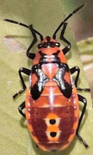 Spilostethus pandurus