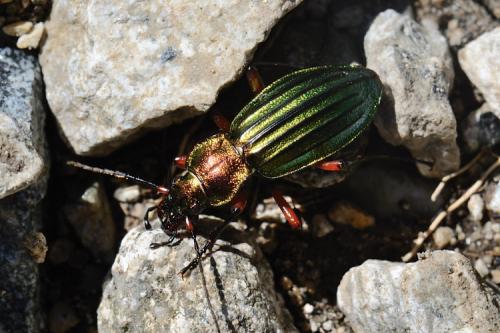 Réf. 126 657 : Carabus auronitens auronitens