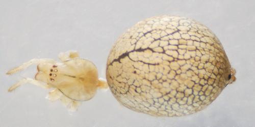 Enoplognatha afrodite
