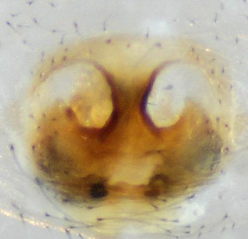 Réf. 126 509 : Xysticus cristatus