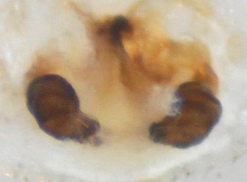 Réf. 126 510 : Xysticus cristatus