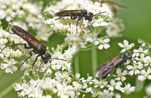 Réf. 126 310 : Cephaledo caucasica cinctaria