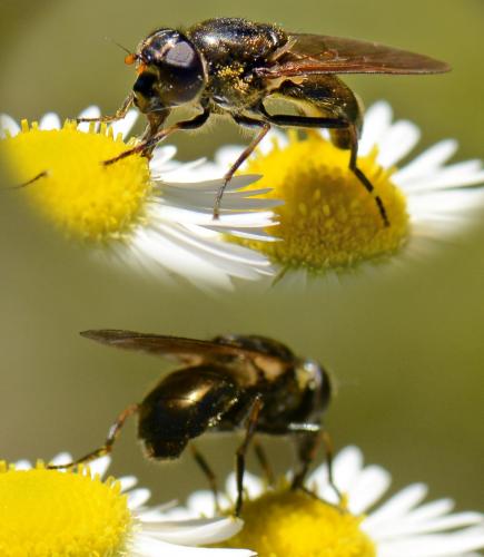 Cheilosia sp.